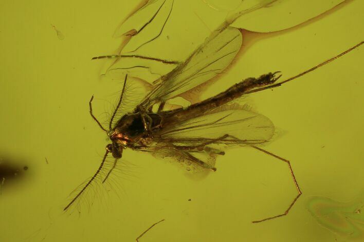 Fossil Flies (Diptera) In Baltic Amber #81720